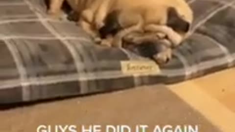 Funny Dogs From TikTok _ Try Not To Laugh _ Funny Dog _ Funny Animals Life 🤗 😄 😃
