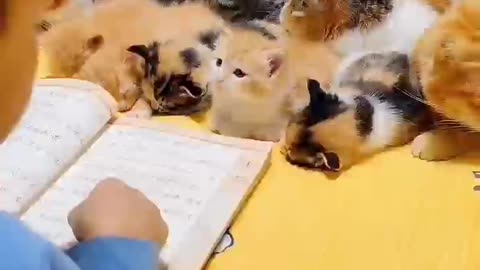 the cat just learns, don't miss it