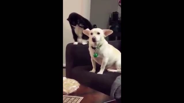 Funny Animal Movie Quotes Mashup Compilation