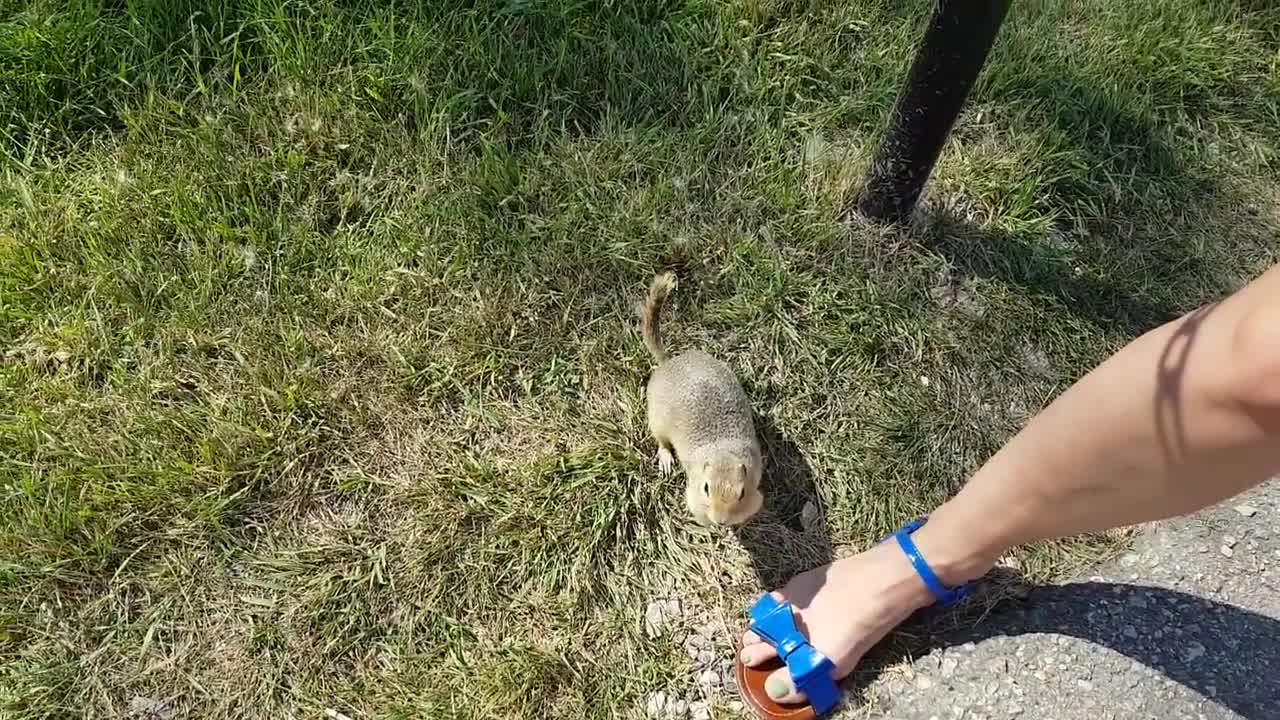 Friendly squirrel