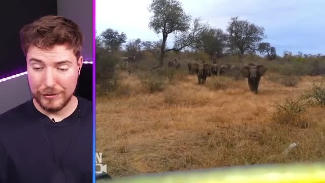 Most Dangerous Animals! 1