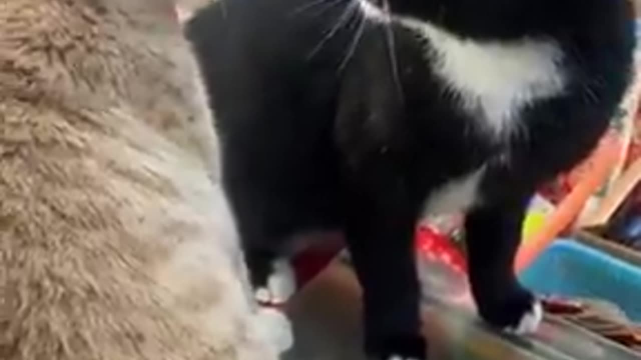 Black cat 🐈‍⬛️ vs cute cat🐈