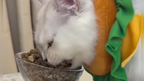 Big mouse#pet #cat #fyp #foryou #cute