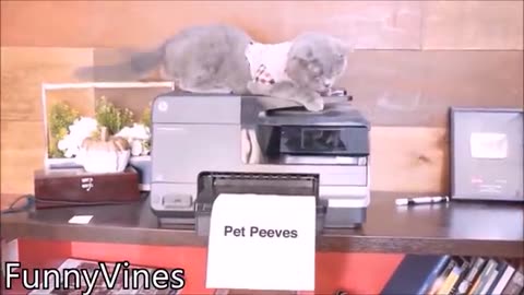 2023's Family Cat Fun: The Year's Funniest Feline Moments! | ChucklingChaosTV