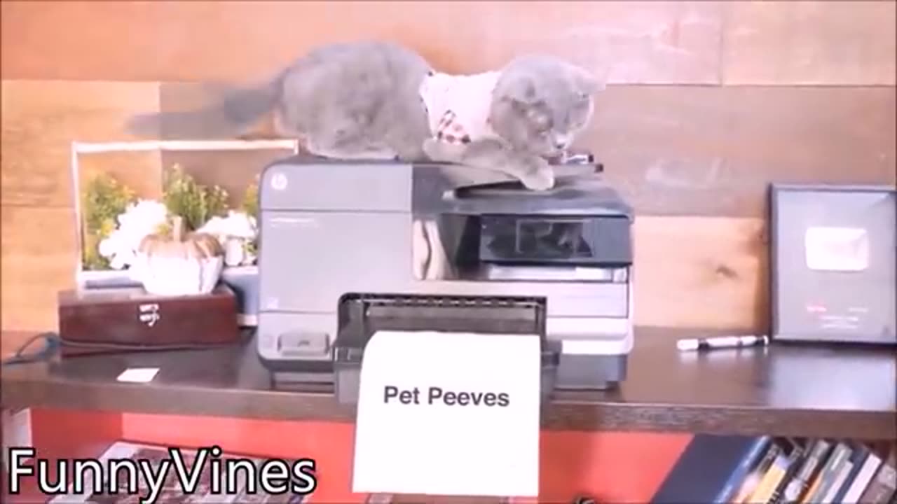 2023's Family Cat Fun: The Year's Funniest Feline Moments! | ChucklingChaosTV