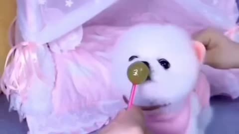 Cute pet