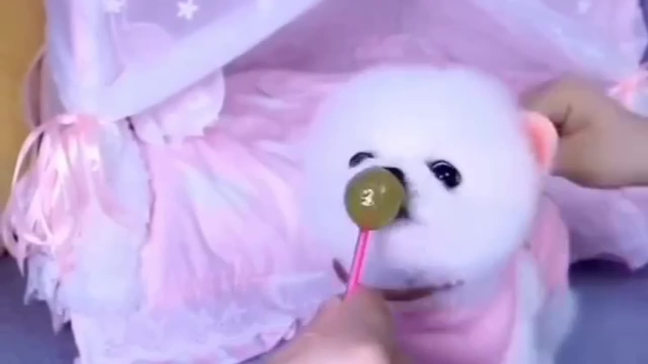 Cute pet