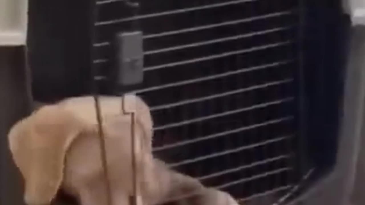 Funny Dog