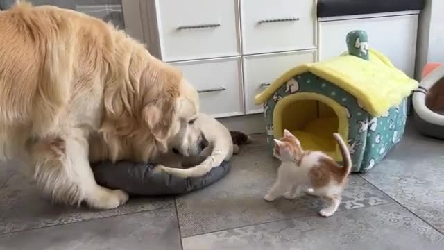 Kitten likes to play with the Golden Retrievers