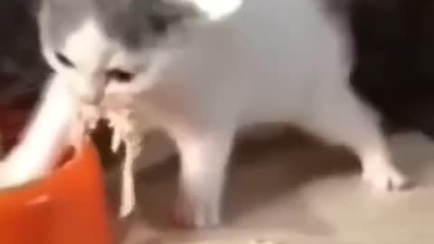 🤪🤪🤪🐕🐶🐶🐶🐶🐶🐈🐈