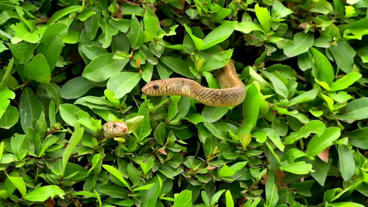4K VIDEO (ULTRAHD) INDIAN WILDLIFE WITH BREATHTAKING VISUALS - 3of8