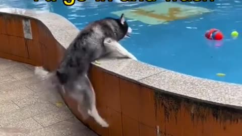 Dog 🐕 funny clips 🤣🤣🤣