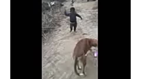 Dog funny video small boy