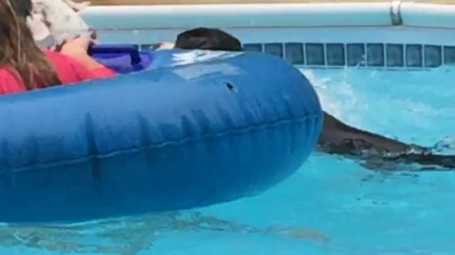 "Don't drown your sister!" Boxer pups play in pool!