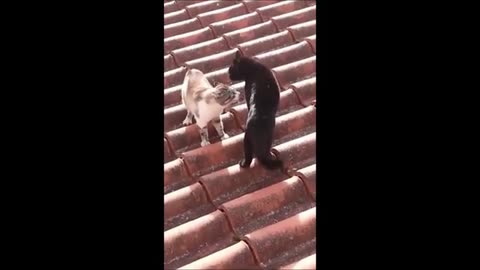 Funny animals - Funny cats / dogs