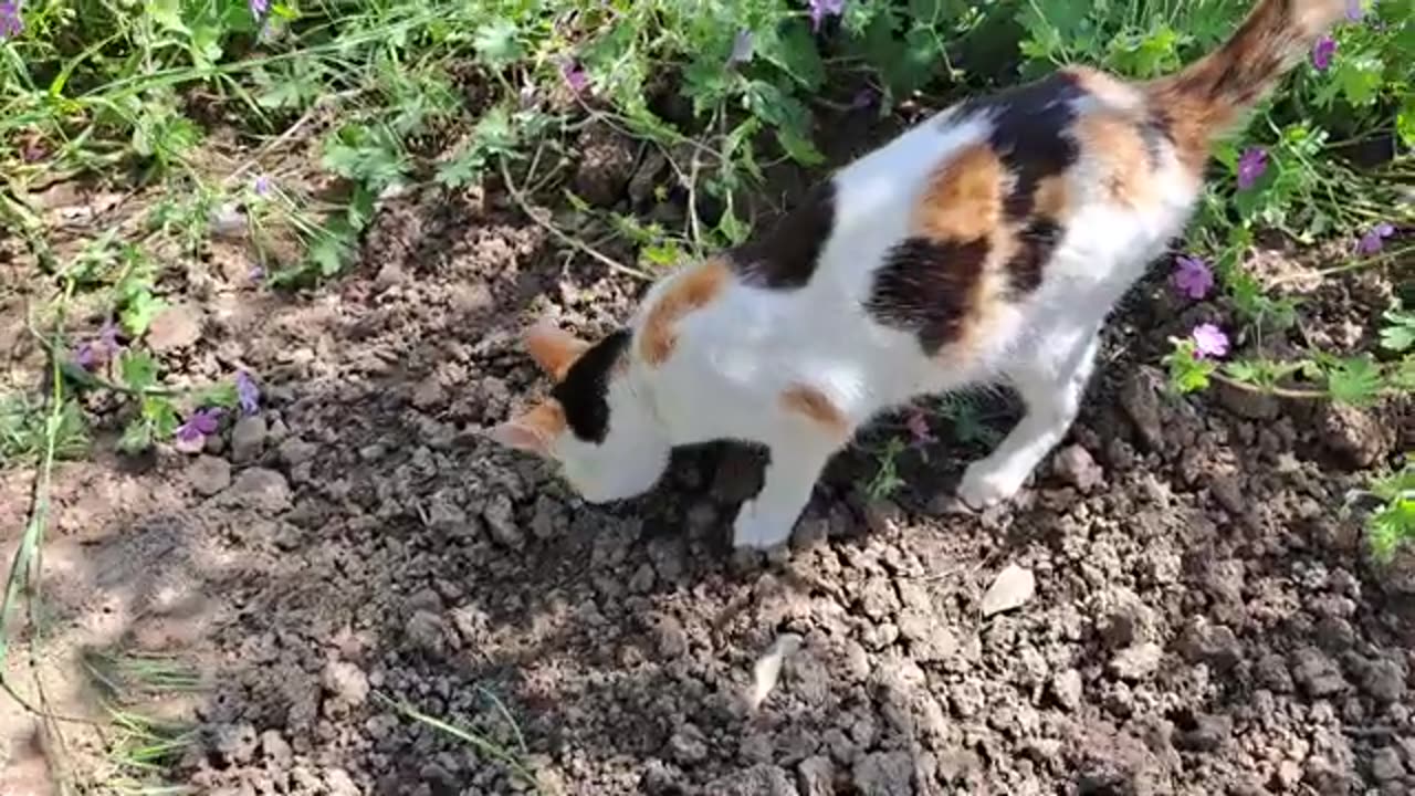 Cute cat eating food on the grassy ground.