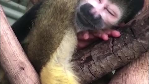 This monkey sleeps exactly like a human