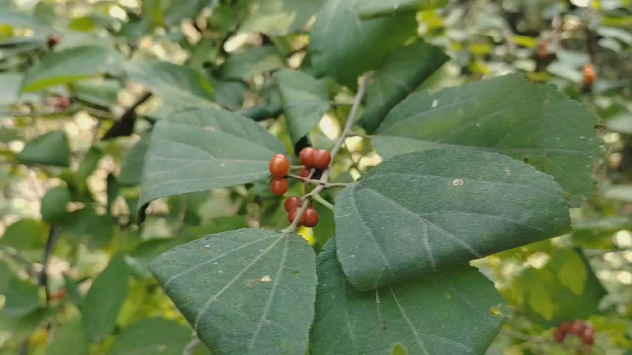 A strange tree was found in the woods, which had a lot of magic fruit.