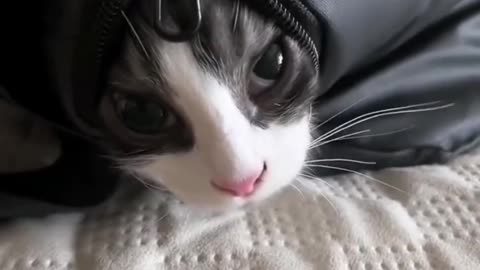 Animal funny videos