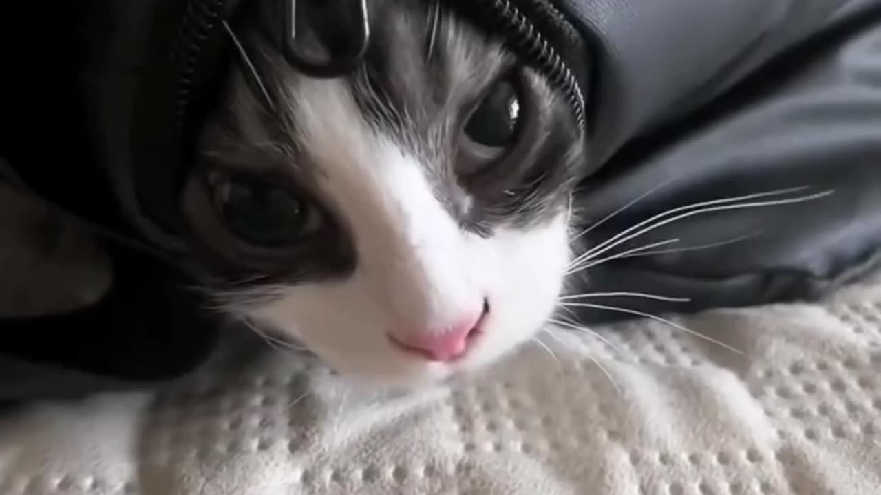 Animal funny videos