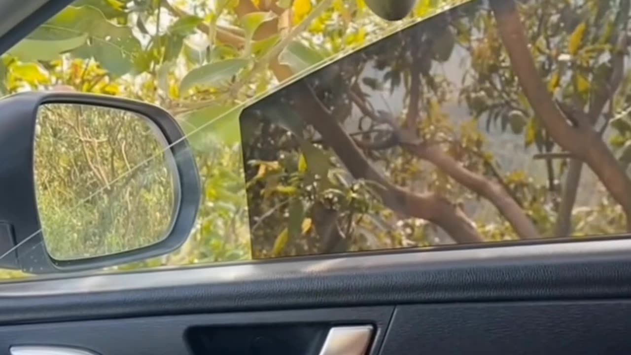 Mango Time 🤣🤣🤣