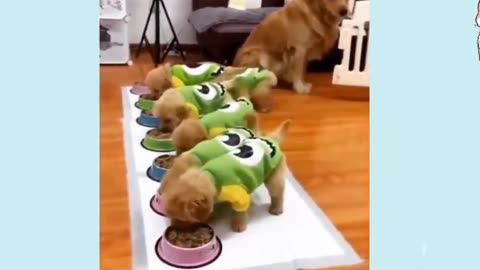 You Won't Be Able to Stop Laughing at These Dogs