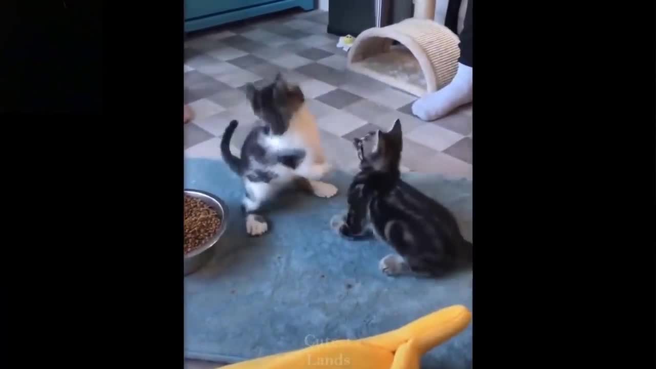Cats Got Fooledš¤£