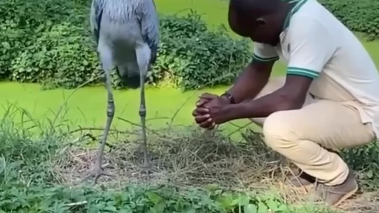 Animal funny video