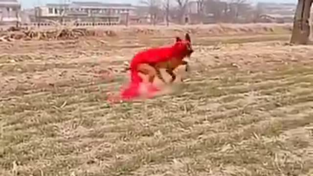 Dogs That Fly _ Malinois & Alsatian Dogs Show Their Jumping Agility