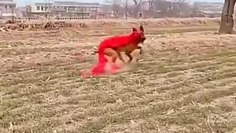 Dogs That Fly _ Malinois & Alsatian Dogs Show Their Jumping Agility