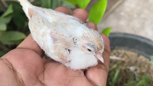 A sparrow is growing. Development of a sparrow