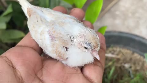 A sparrow is growing. Development of a sparrow