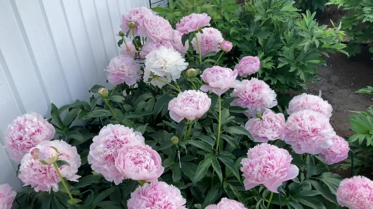 Canadian Peony Society Virtual Show