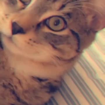 Sweet lovely cat funny chilling