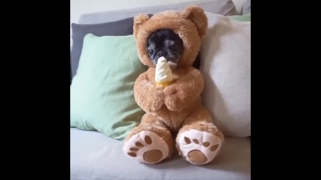 funny animals