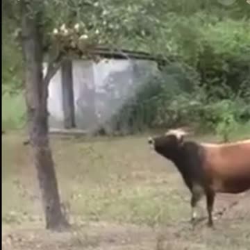 Cute buffalo 🐃