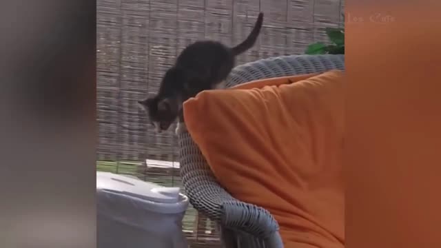 making fun with cats