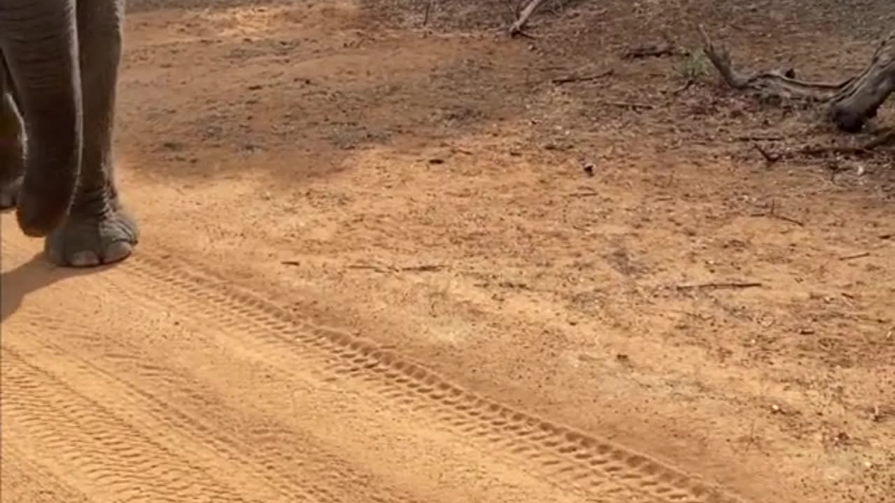 Elephant eats dropped