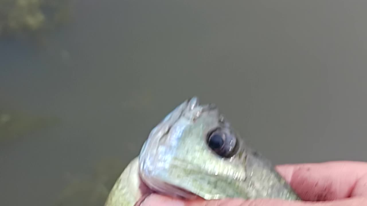 Giant bluegill