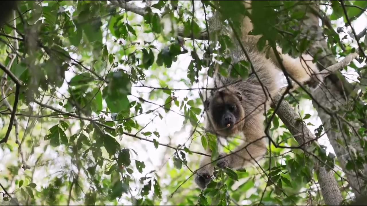 Animals of Amazon. Animal that call jungle home.Amazon Rainforest.