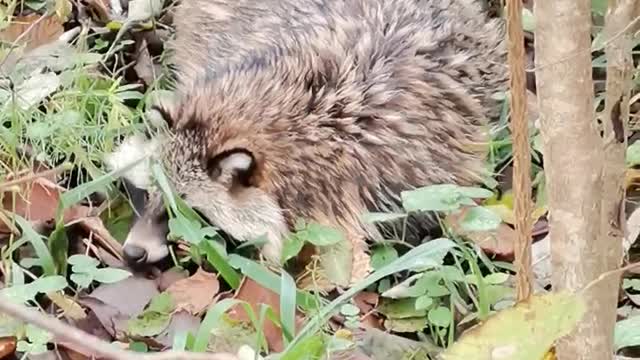 Met a real raccoon in the forest