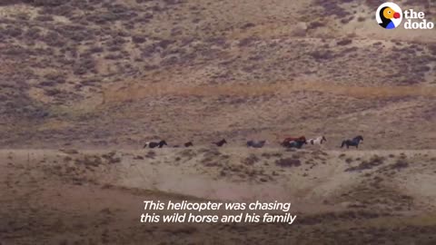 Woman Spends Over A Year Trying To Find Wild Horse And All Of His Mares And Babies | The Dodo