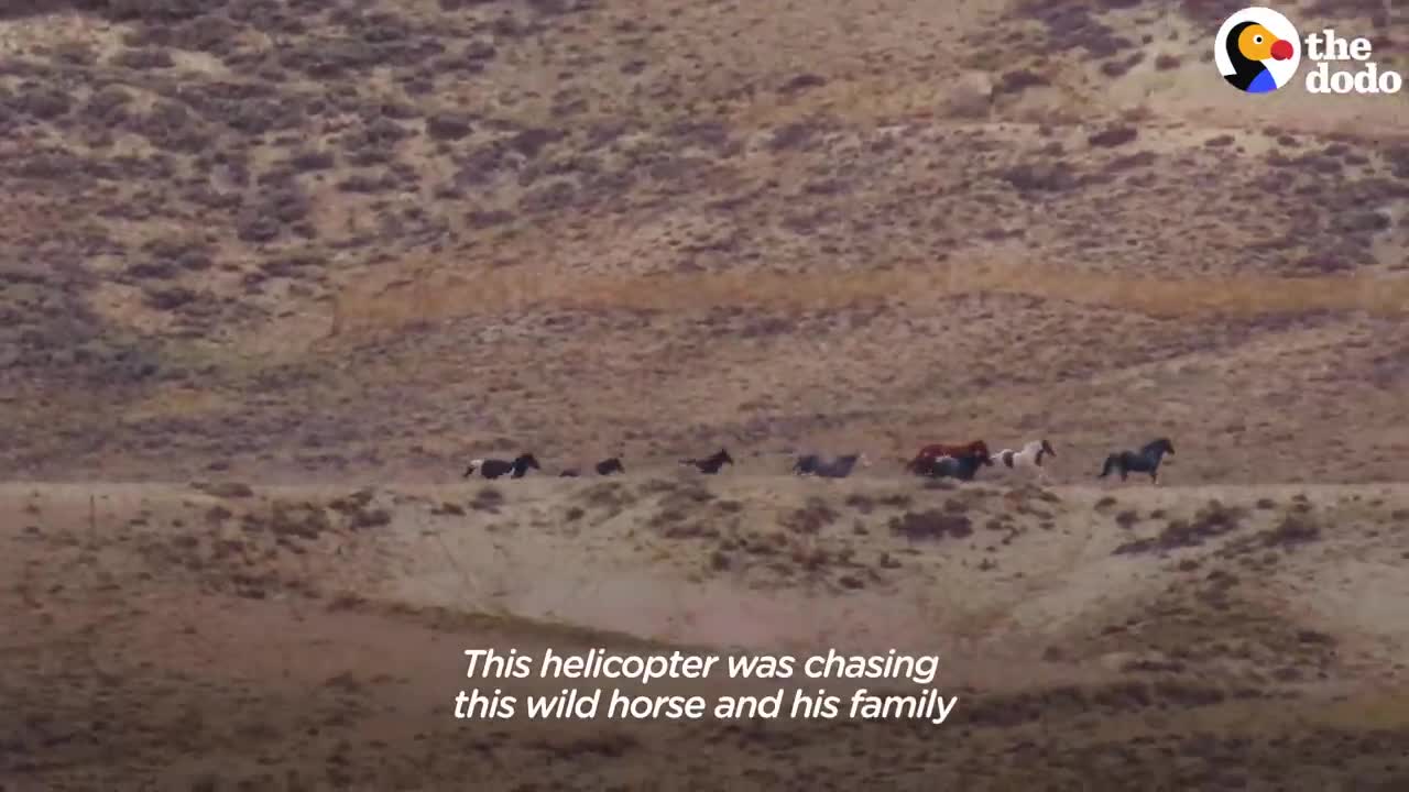 Woman Spends Over A Year Trying To Find Wild Horse And All Of His Mares And Babies | The Dodo