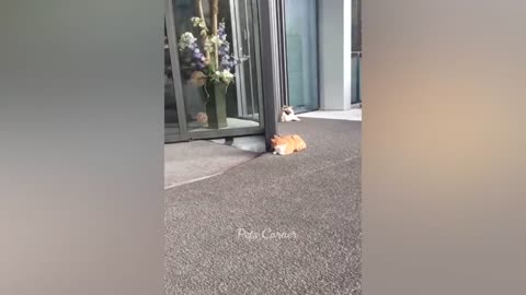 Funniest Animals 2022 😂 Best Funny Cats and Dogs 😺🐶 Part 13 | Pets Corner