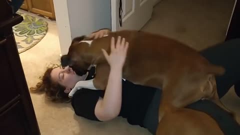 Women viciously mauled by boxes dog 🐕🐅...