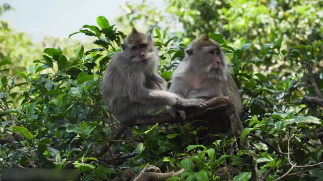 Todos os tipos de animais que vivem na floresta tropical do Brasil levam você ao mundo animal #1