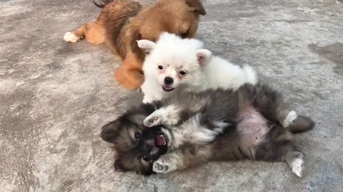 Funny And Cute Dogs and Puppy