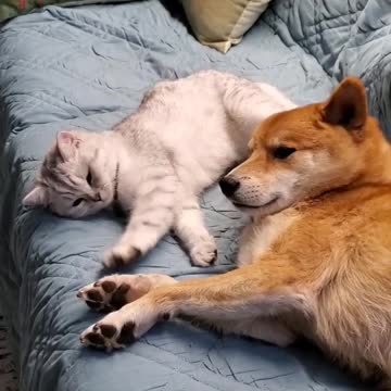 Sultan isn't as patient/tolerant of a pillow as Cairo