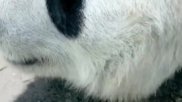 Giant panda Moolan