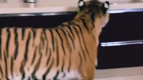 Big cats 🐈 in full Action with Tom cruise
